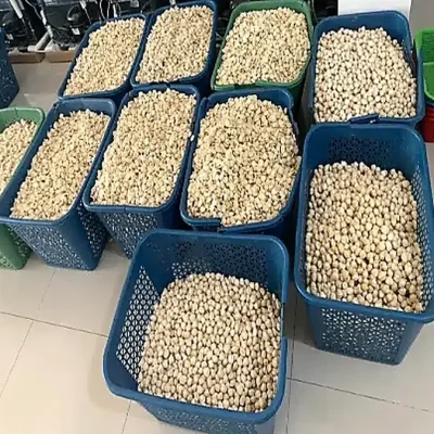 candlenut-premium-proses78