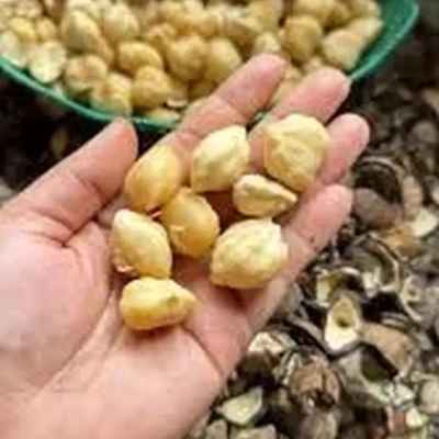 candlenut-premium-proses79