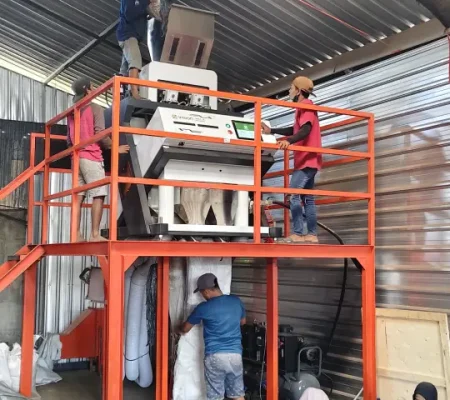 candlenut production